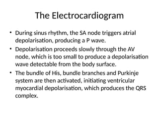 The Electrocardiogram
• During sinus rhythm, the SA node triggers atrial
depolarisation, producing a P wave.
• Depolarisation proceeds slowly through the AV
node, which is too small to produce a depolarisation
wave detectable from the body surface.
• The bundle of His, bundle branches and Purkinje
system are then activated, initiating ventricular
myocardial depolarisation, which produces the QRS
complex.
 