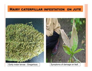 Jute Insects Improved technologies for jute cultivation in india | PDF
