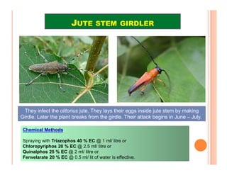 Jute Insects Improved technologies for jute cultivation in india | PDF