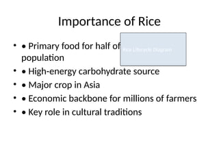 Improved_Wheat_Rice_Presentation.pptx by esha | PPTX
