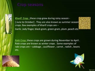 Kharif Crop : these crop grow during rainy season -
[ June to October] . They are also known as summer season
crops .few examples of kharif crops are –
Garlic ,lady finger, black gram, green gram, plum ,peach etc.
Rabi Crop: these crops are grown during November to April .
Rabi crops are known as winter crops . Some examples of
rabi crops are – cabbage , cauliflower , carrot , radish , beans
etc.
 