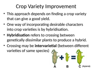 Crop Variety Improvement
• This approach depends on finding a crop variety
that can give a good yield.
• One way of incorporating desirable characters
into crop varieties is by hybridisation.
• Hybridisation refers to crossing between
genetically dissimilar plants to produce a hybrid.
• Crossing may be intervarietial (between different
varieties of same species)
 