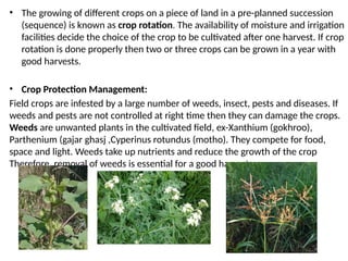 • The growing of different crops on a piece of land in a pre-planned succession
(sequence) is known as crop rotation. The availability of moisture and irrigation
facilities decide the choice of the crop to be cultivated after one harvest. If crop
rotation is done properly then two or three crops can be grown in a year with
good harvests.
• Crop Protection Management:
Field crops are infested by a large number of weeds, insect, pests and diseases. If
weeds and pests are not controlled at right time then they can damage the crops.
Weeds are unwanted plants in the cultivated field, ex-Xanthium (gokhroo),
Parthenium (gajar ghasj ,Cyperinus rotundus (motho). They compete for food,
space and light. Weeds take up nutrients and reduce the growth of the crop
Therefore, removal of weeds is essential for a good harvest.
 