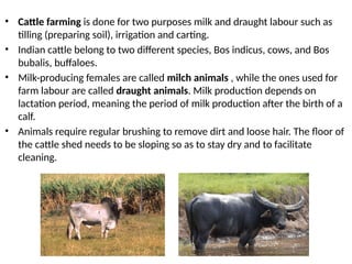 • Cattle farming is done for two purposes milk and draught labour such as
tilling (preparing soil), irrigation and carting.
• Indian cattle belong to two different species, Bos indicus, cows, and Bos
bubalis, buffaloes.
• Milk-producing females are called milch animals , while the ones used for
farm labour are called draught animals. Milk production depends on
lactation period, meaning the period of milk production after the birth of a
calf.
• Animals require regular brushing to remove dirt and loose hair. The floor of
the cattle shed needs to be sloping so as to stay dry and to facilitate
cleaning.
 