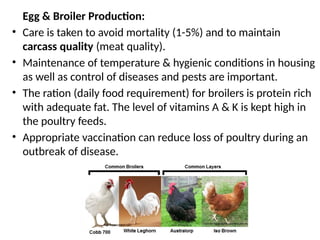 Egg & Broiler Production:
• Care is taken to avoid mortality (1-5%) and to maintain
carcass quality (meat quality).
• Maintenance of temperature & hygienic conditions in housing
as well as control of diseases and pests are important.
• The ration (daily food requirement) for broilers is protein rich
with adequate fat. The level of vitamins A & K is kept high in
the poultry feeds.
• Appropriate vaccination can reduce loss of poultry during an
outbreak of disease.
 
