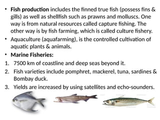 • Fish production includes the finned true fish (possess fins &
gills) as well as shellfish such as prawns and molluscs. One
way is from natural resources called capture fishing. The
other way is by fish farming, which is called culture fishery.
• Aquaculture (aquafarming), is the controlled cultivation of
aquatic plants & animals.
• Marine Fisheries:
1. 7500 km of coastline and deep seas beyond it.
2. Fish varieties include pomphret, mackerel, tuna, sardines &
Bombay duck.
3. Yields are increased by using satellites and echo-sounders.
 