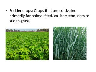 • Fodder crops: Crops that are cultivated
primarily for animal feed. ex- berseem, oats or
sudan grass
 