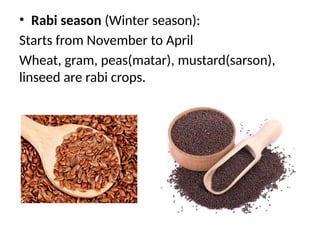 • Rabi season (Winter season):
Starts from November to April
Wheat, gram, peas(matar), mustard(sarson),
linseed are rabi crops.
 