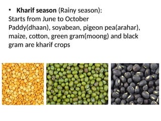 • Kharif season (Rainy season):
Starts from June to October
Paddy(dhaan), soyabean, pigeon pea(arahar),
maize, cotton, green gram(moong) and black
gram are kharif crops
 
