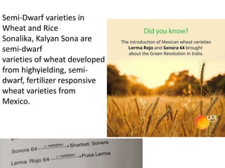 Semi-Dwarf varieties in
Wheat and Rice
Sonalika, Kalyan Sona are
semi-dwarf
varieties of wheat developed
from highyielding, semi-
dwarf, fertilizer responsive
wheat varieties from
Mexico.
 