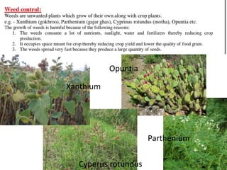 Xanthium
Cyperus rotundus
Opuntia
Parthenium
 