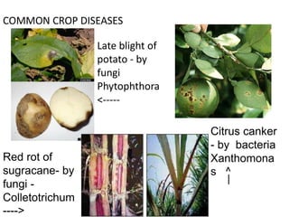 COMMON CROP DISEASES
1)
Late blight of
potato - by
fungi
Phytophthora
<-----
Red rot of
sugracane- by
fungi -
Colletotrichum
---->
Citrus canker
- by bacteria
Xanthomona
s ^
|
 