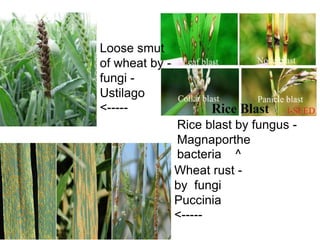 Loose smut
of wheat by -
fungi -
Ustilago
<-----
Wheat rust -
by fungi
Puccinia
<-----
Rice blast by fungus -
Magnaporthe
bacteria ^
 
