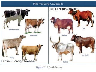 INDIGENOUS - NATIVE
Exotic - Foreign breeds
 