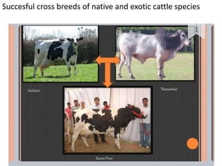 Succesful cross breeds of native and exotic cattle species
 