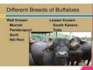 Improvement in food resources class 9.ppt