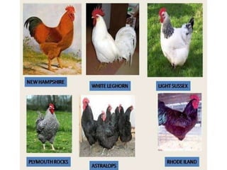 Improvement in food resources class 9.ppt