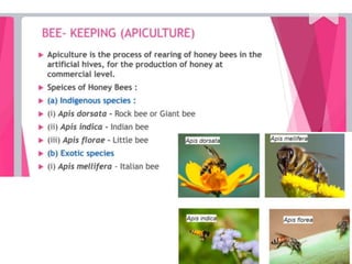 Improvement in food resources class 9.ppt