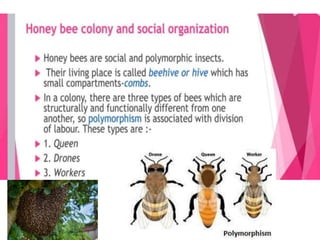 Improvement in food resources class 9.ppt