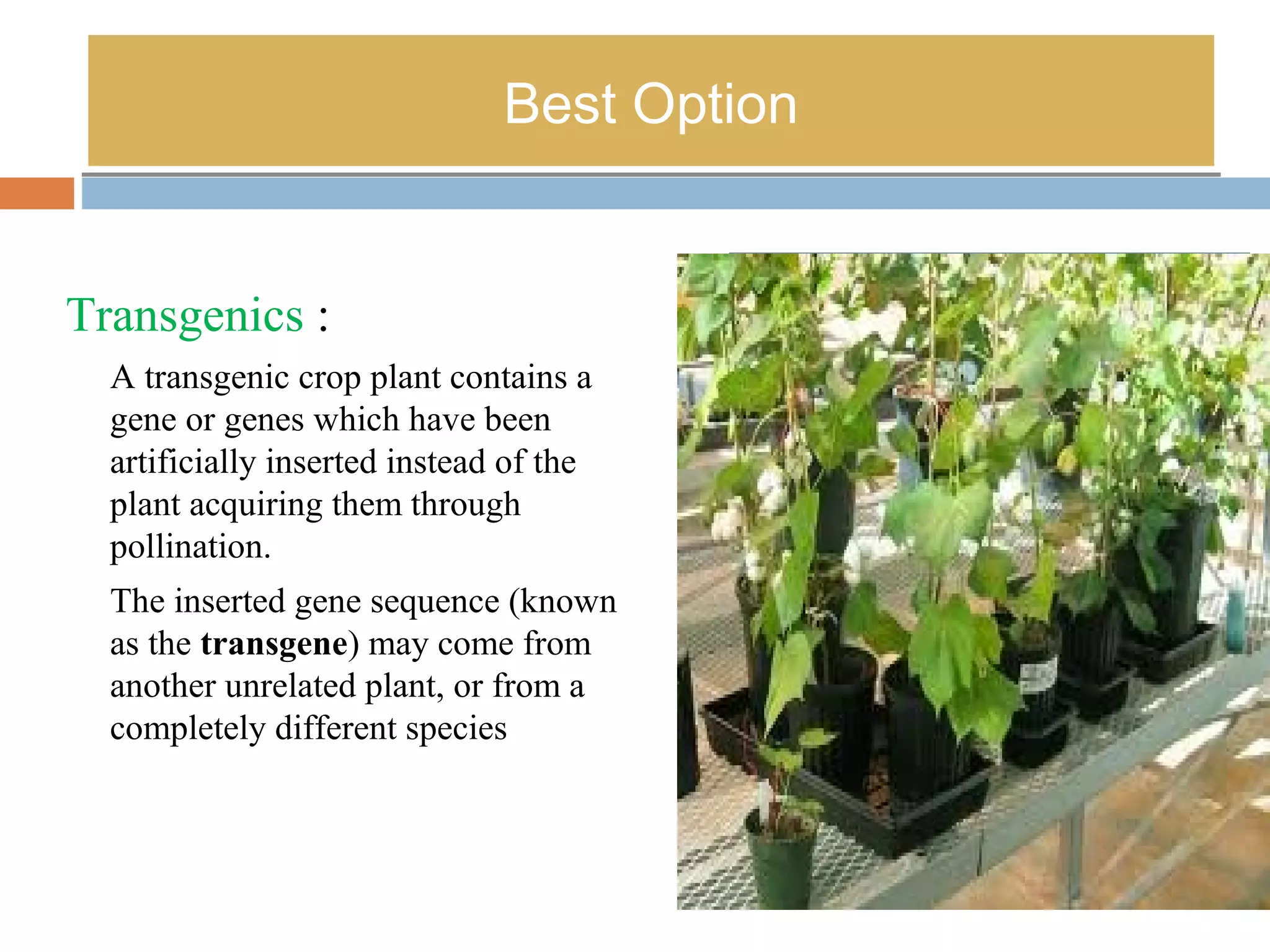 BBeesstt OOppttiioonn 
Transgenics : 
A transgenic crop plant contains a 
gene or genes which have been 
artificially inserted instead of the 
plant acquiring them through 
pollination. 
The inserted gene sequence (known 
as the transgene) may come from 
another unrelated plant, or from a 
completely different species 
 