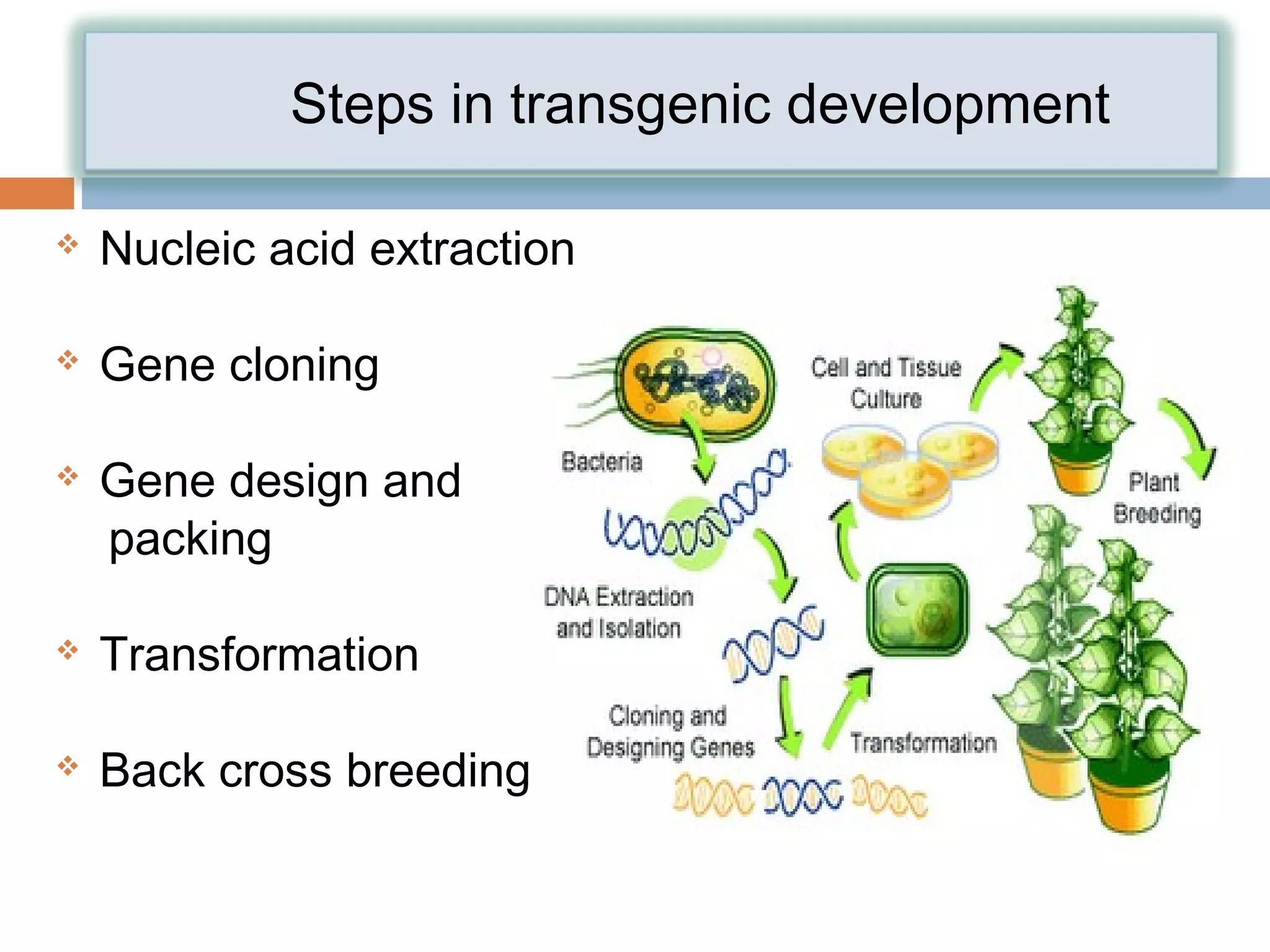 Steps in transgenic development 
 Nucleic acid extraction 
 Gene cloning 
 Gene design and 
packing 
 Transformation 
 Back cross breeding 
 