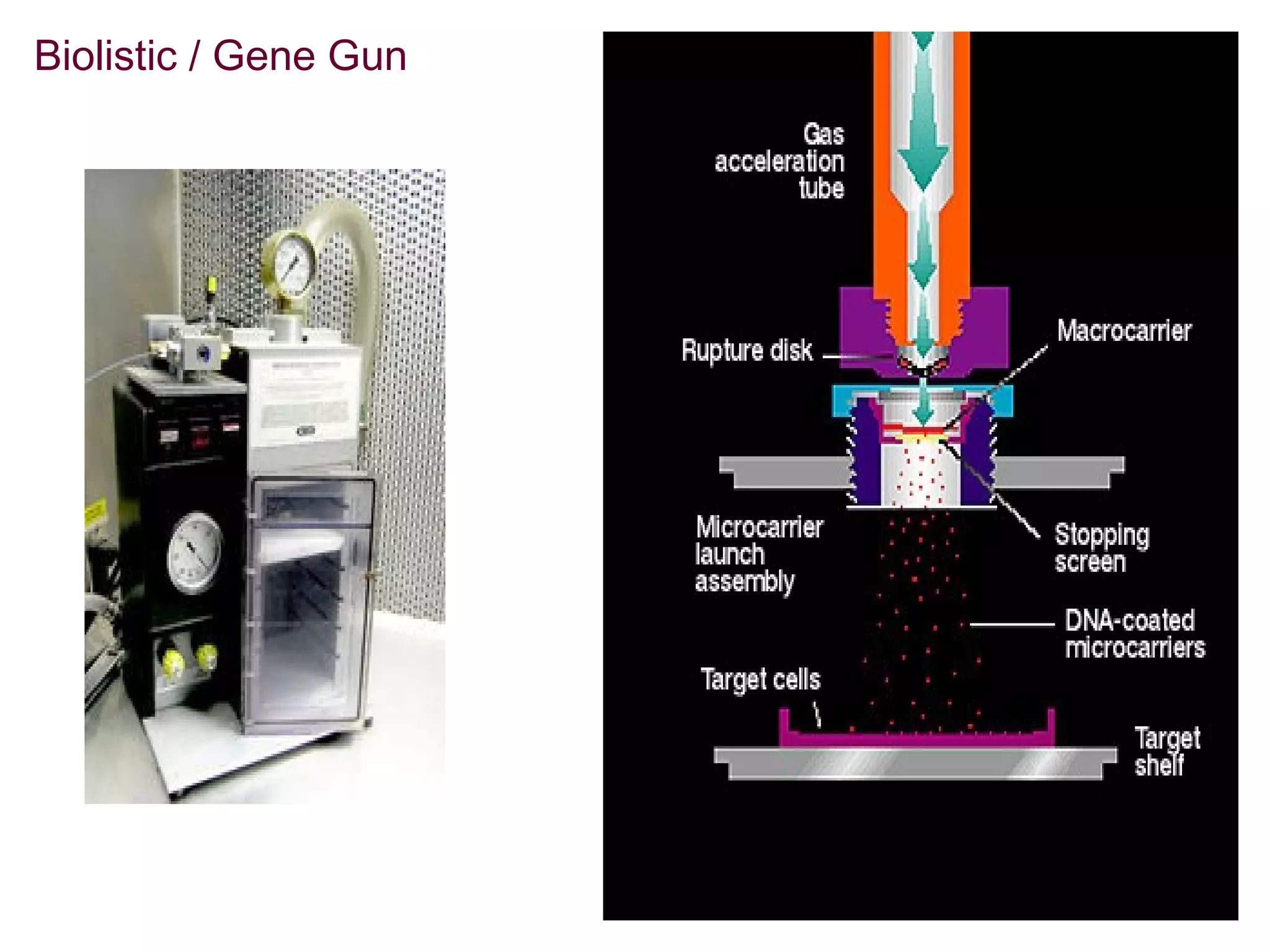Biolistic / Gene Gun 
 