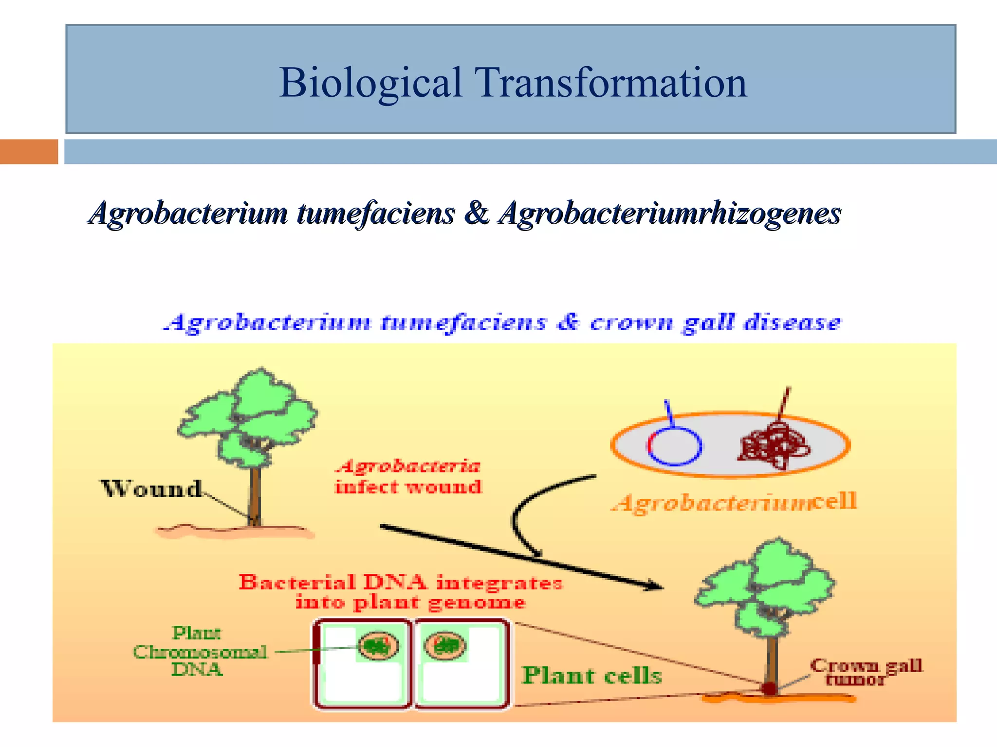 Biological Transformation 
AAggrroobbaacctteerriiuumm ttuummeeffaacciieennss && AAggrroobbaacctteerriiuummrrhhiizzooggeenneess 
 