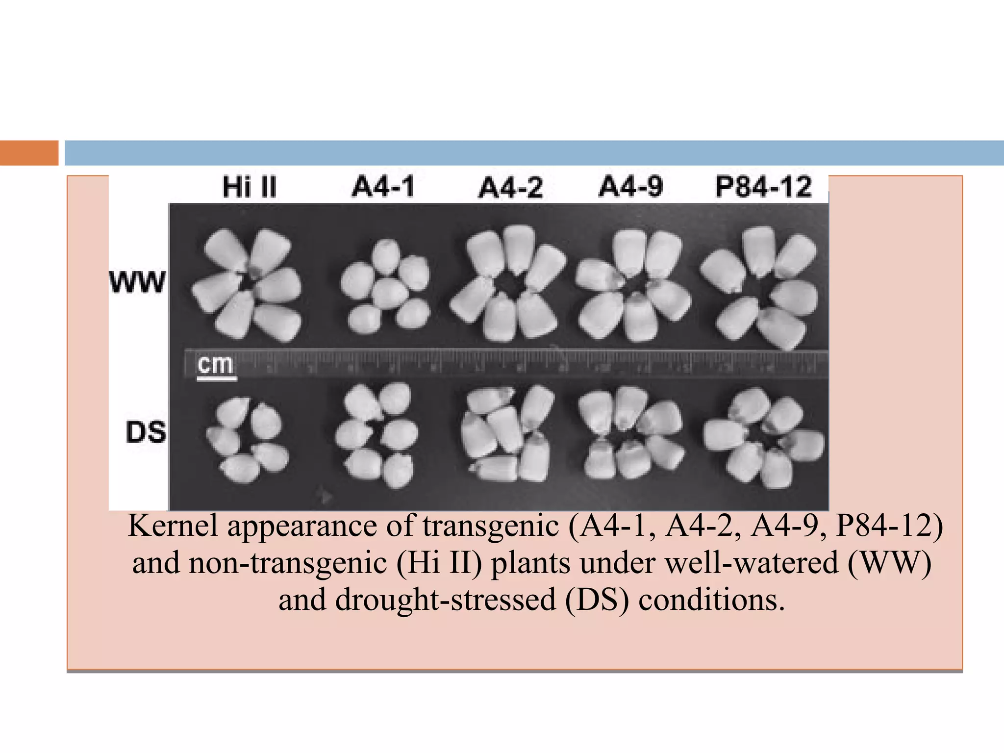 Kernel appearance of transgenic (A4-1, A4-2, A4-9, P84-12) 
and non-transgenic (Hi II) plants under well-watered (WW) 
and drought-stressed (DS) conditions. 
 