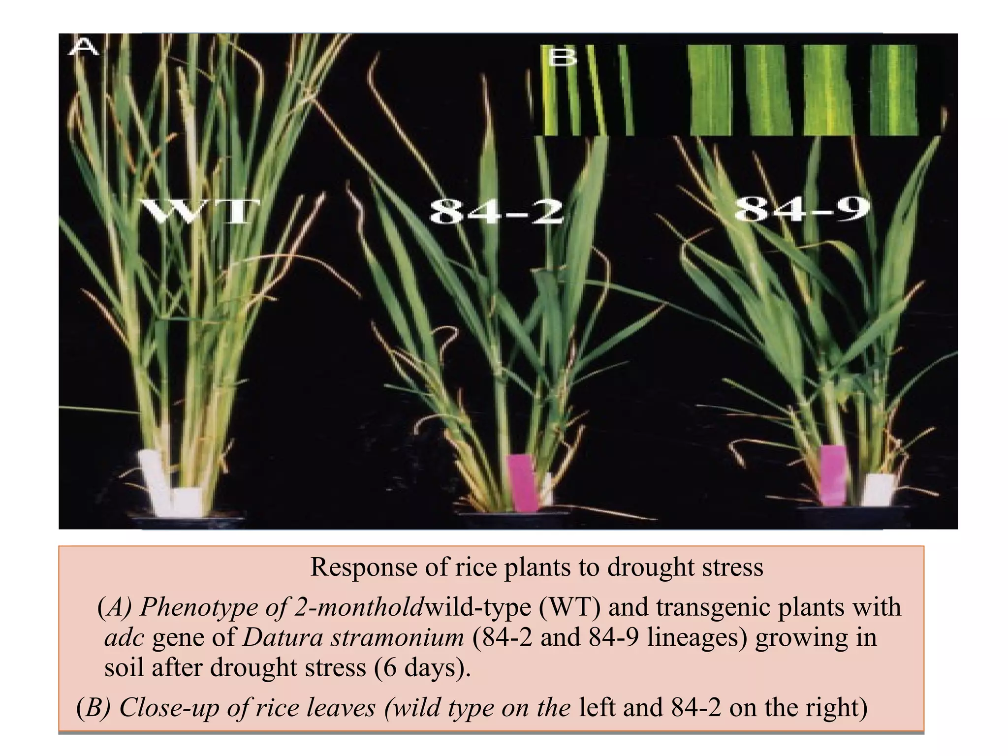 Response of rice plants to drought stress 
(A) Phenotype of 2-montholdwild-type (WT) and transgenic plants with 
adc gene of Datura stramonium (84-2 and 84-9 lineages) growing in 
soil after drought stress (6 days). 
(B) Close-up of rice leaves (wild type on the left and 84-2 on the right) 
 