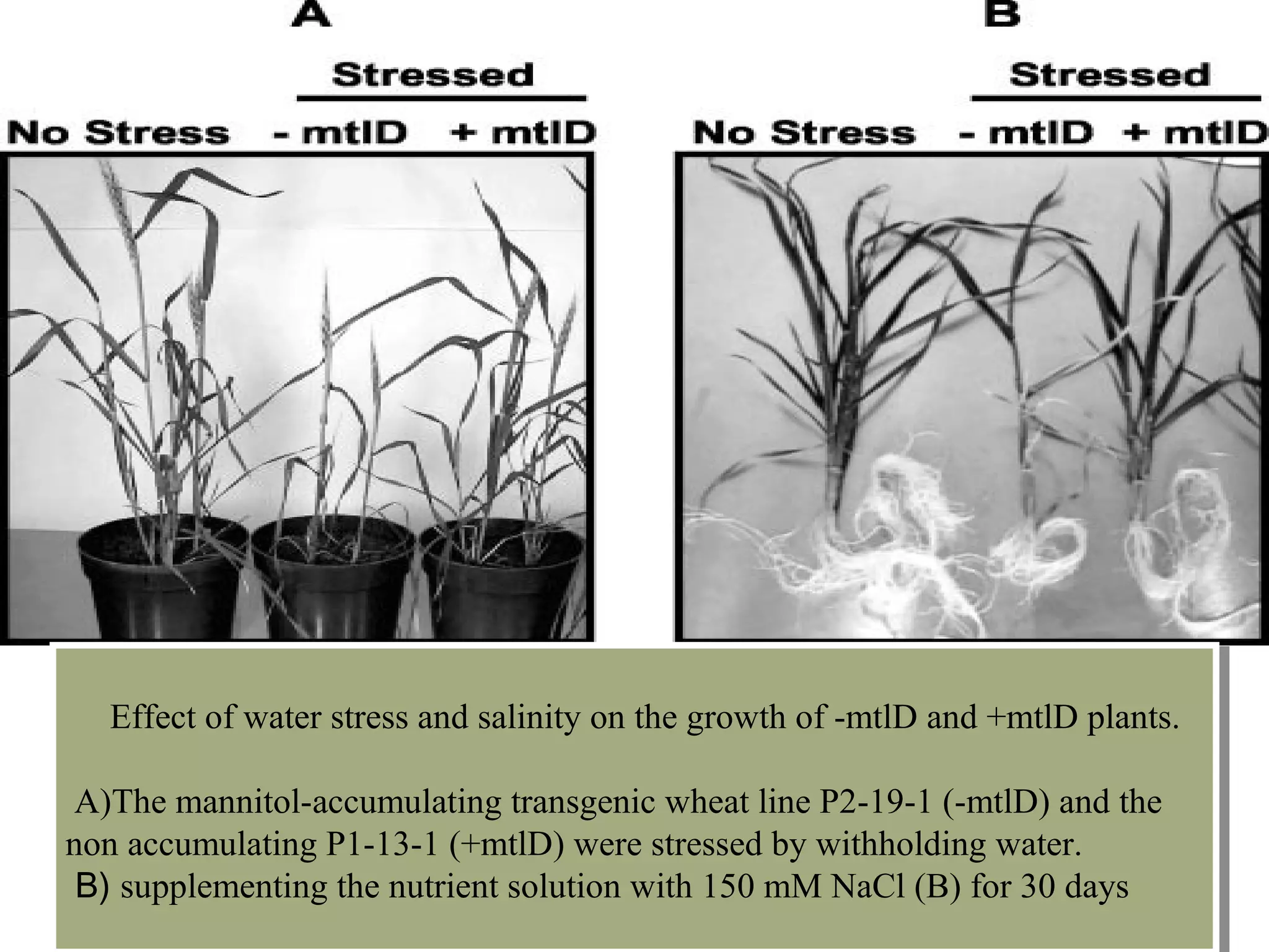Effect of water stress and salinity on the growth of -mtlD and +mtlD plants. 
A)The mannitol-accumulating transgenic wheat line P2-19-1 (-mtlD) and the 
non accumulating P1-13-1 (+mtlD) were stressed by withholding water. 
B) supplementing the nutrient solution with 150 mM NaCl (B) for 30 days 
Effect of water stress and salinity on the growth of -mtlD and +mtlD plants. 
A)The mannitol-accumulating transgenic wheat line P2-19-1 (-mtlD) and the 
non accumulating P1-13-1 (+mtlD) were stressed by withholding water. 
B) supplementing the nutrient solution with 150 mM NaCl (B) for 30 days 
 