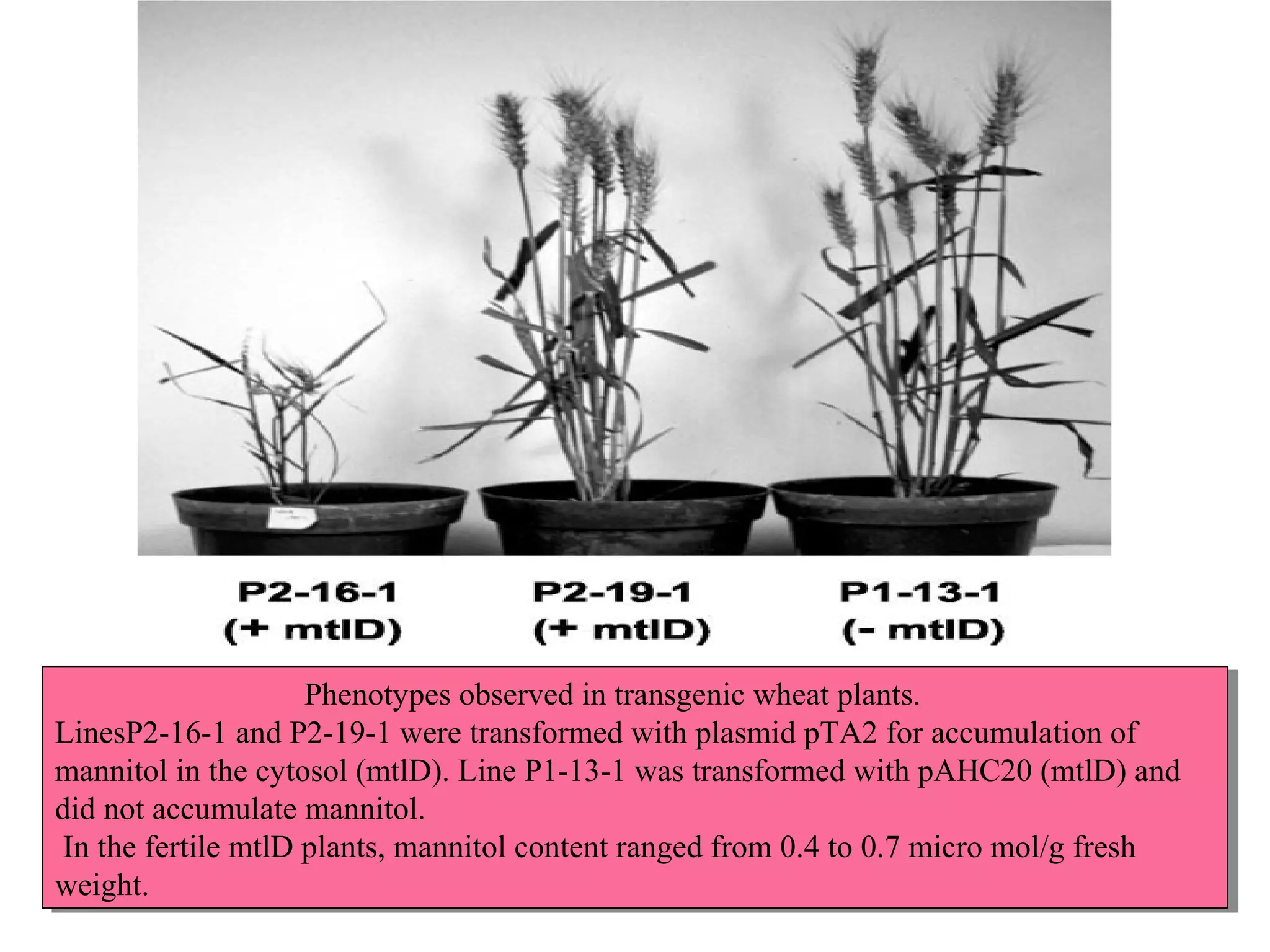 Phenotypes observed in transgenic wheat plants. 
Phenotypes observed in transgenic wheat plants. 
LinesP2-16-1 and P2-19-1 were transformed with plasmid pTA2 for accumulation of 
mannitol in the cytosol (mtlD). Line P1-13-1 was transformed with pAHC20 (mtlD) and 
did not accumulate mannitol. 
In the fertile mtlD plants, mannitol content ranged from 0.4 to 0.7 micro mol/g fresh 
weight. 
LinesP2-16-1 and P2-19-1 were transformed with plasmid pTA2 for accumulation of 
mannitol in the cytosol (mtlD). Line P1-13-1 was transformed with pAHC20 (mtlD) and 
did not accumulate mannitol. 
In the fertile mtlD plants, mannitol content ranged from 0.4 to 0.7 micro mol/g fresh 
weight. 
 