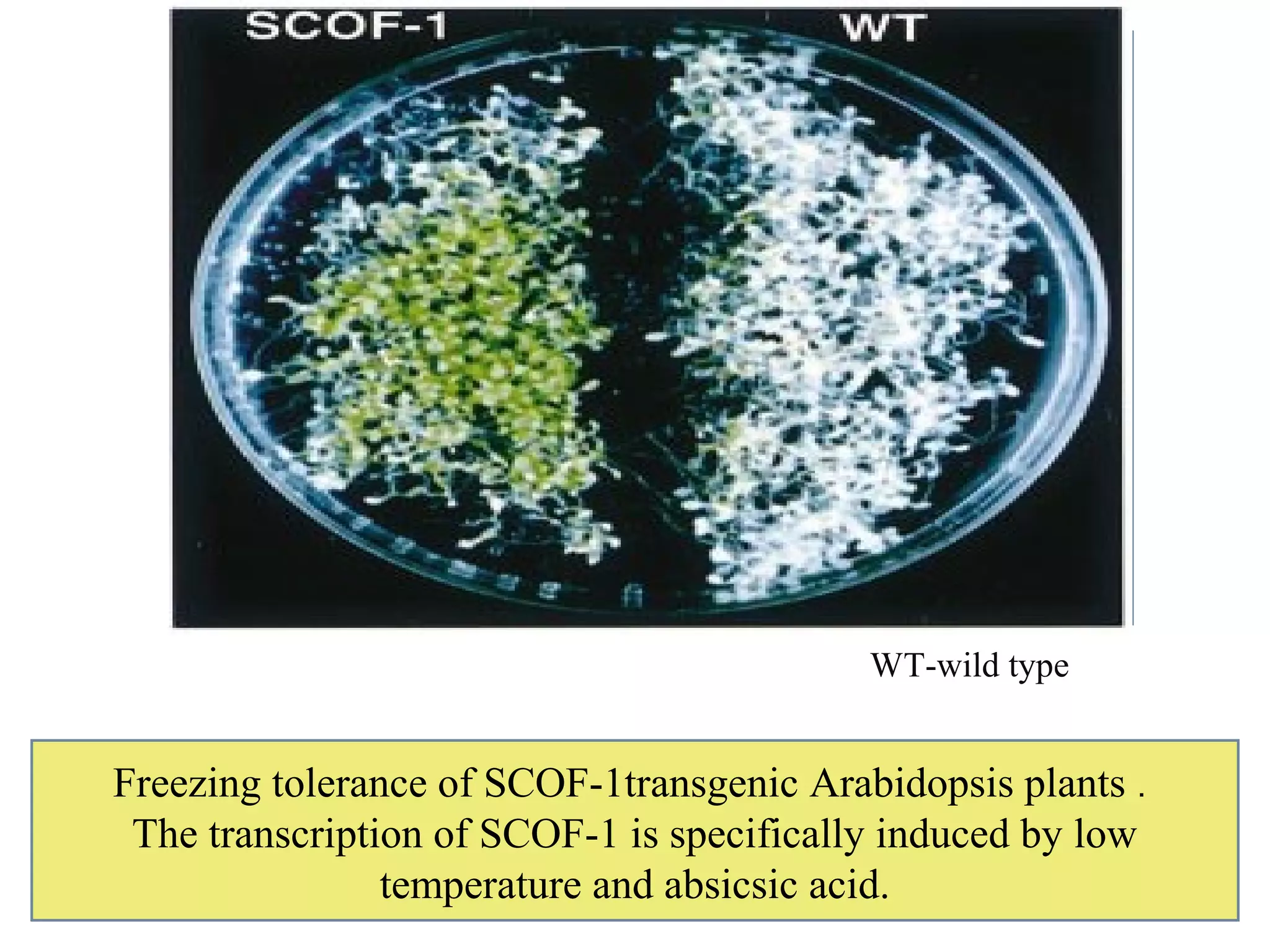 WT-wild type 
Freezing tolerance of SCOF-1transgenic Arabidopsis plants . 
The transcription of SCOF-1 is specifically induced by low 
temperature and absicsic acid. 
 