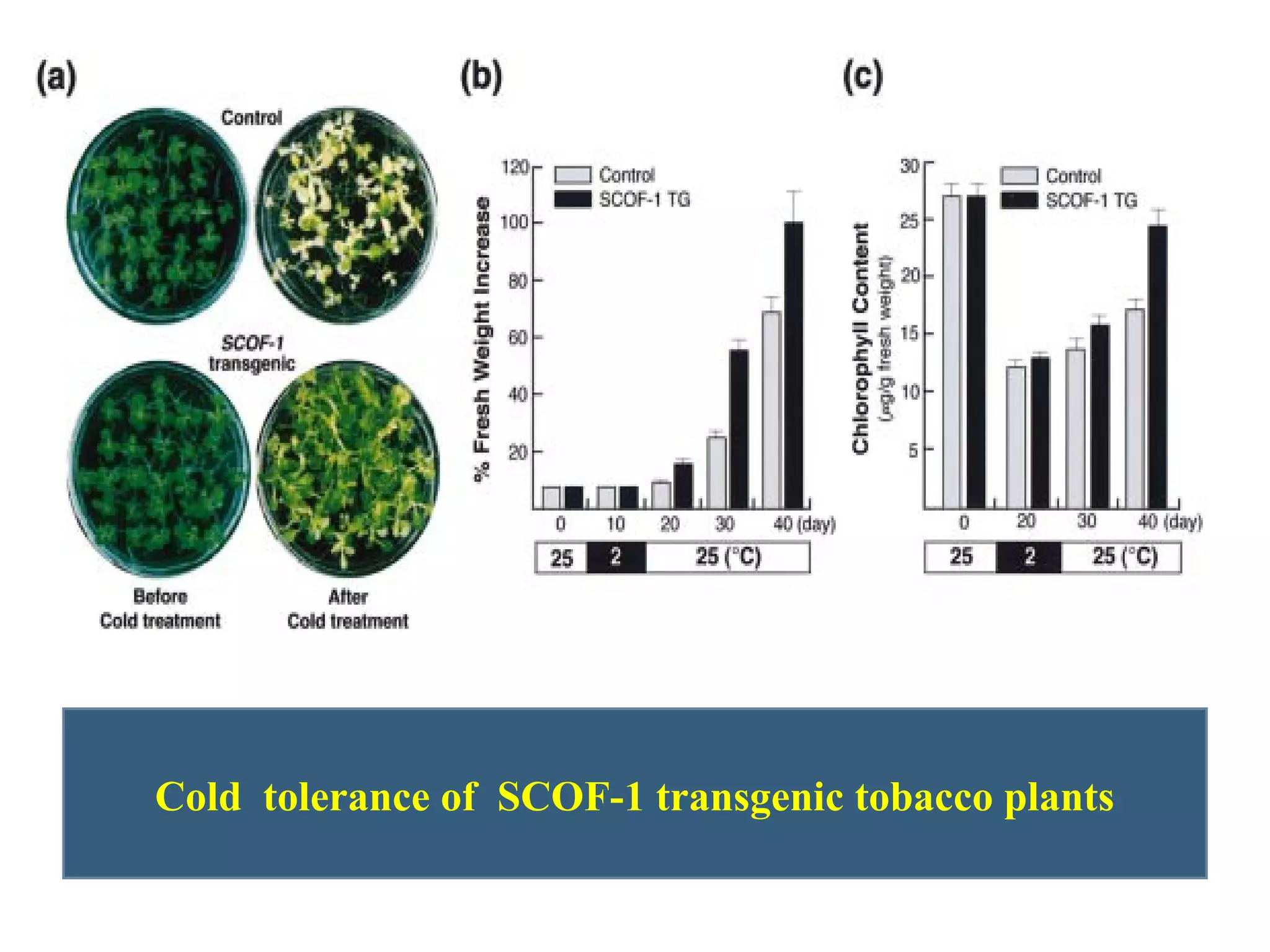 Cold tolerance of SCOF-1 transgenic tobacco plants 
 