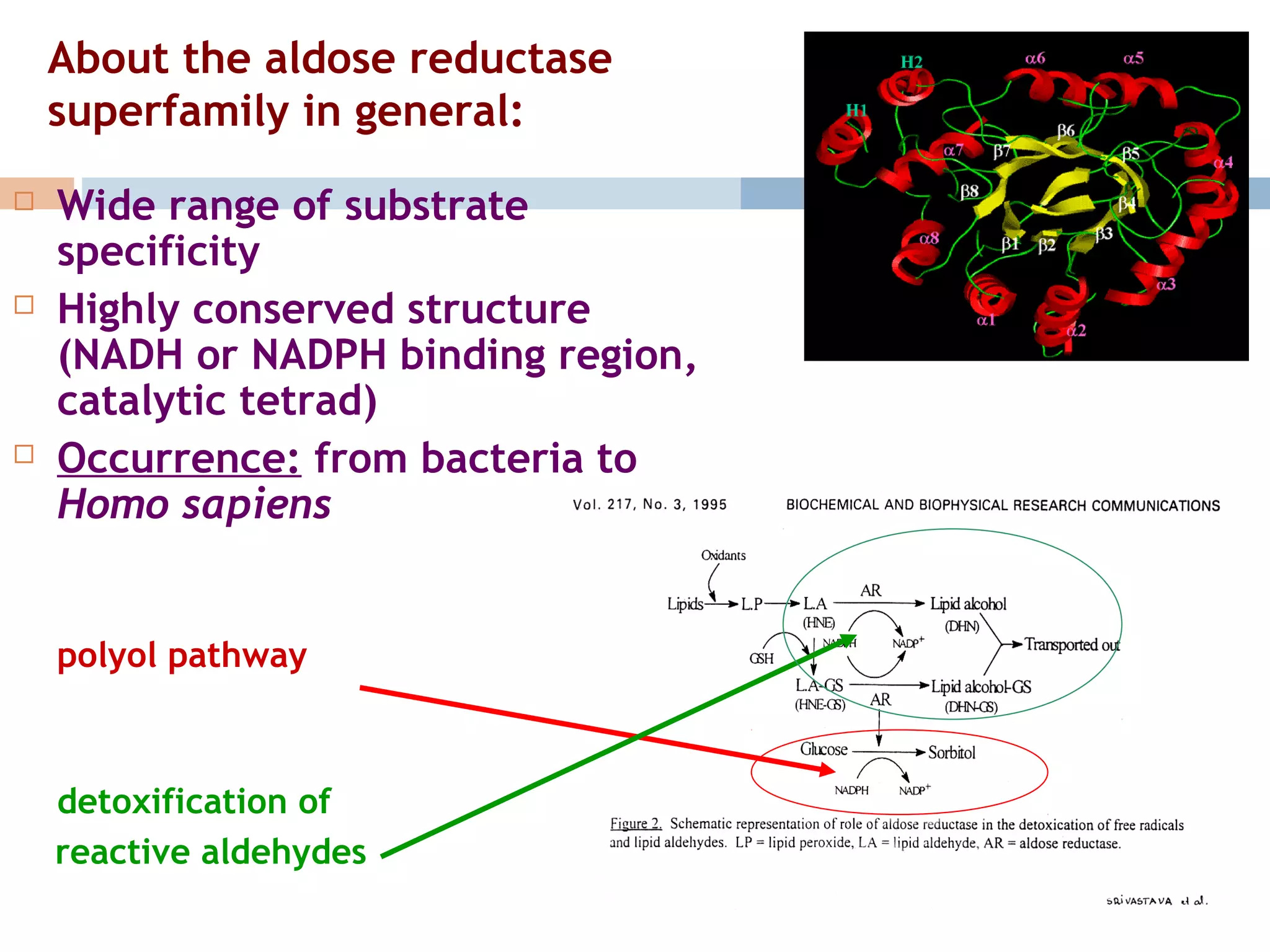 About the aldose reductase 
superfamily in general: 
 Wide range of substrate 
specificity 
 Highly conserved structure 
(NADH or NADPH binding region, 
catalytic tetrad) 
 Occurrence: from bacteria to 
Homo sapiens 
polyol pathway 
detoxification of 
reactive aldehydes 
 