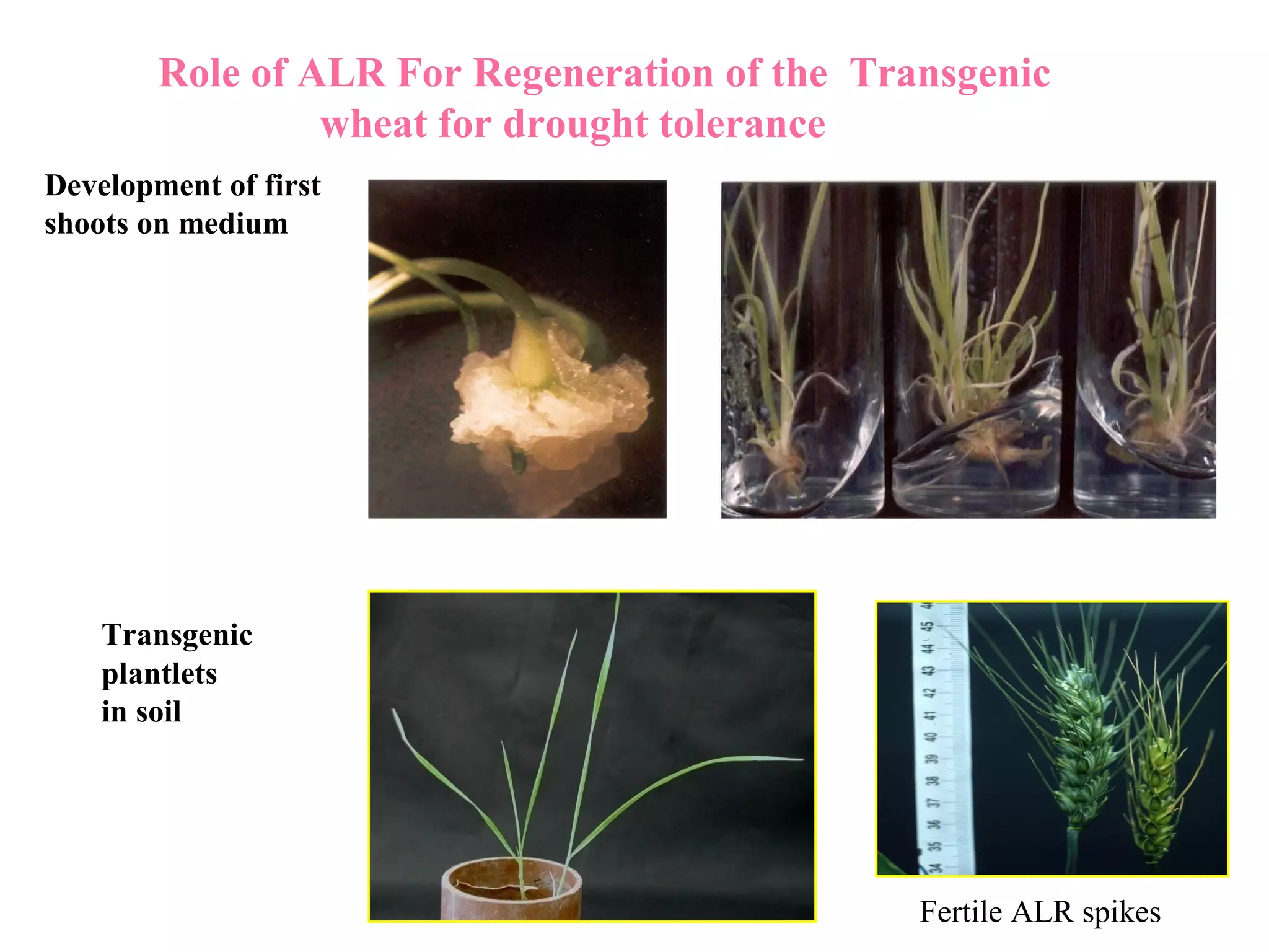 Role of ALR For Regeneration of the Transgenic 
Development of first 
shoots on medium 
Transgenic 
plantlets 
in soil 
wheat for drought tolerance 
Fertile ALR spikes 
 