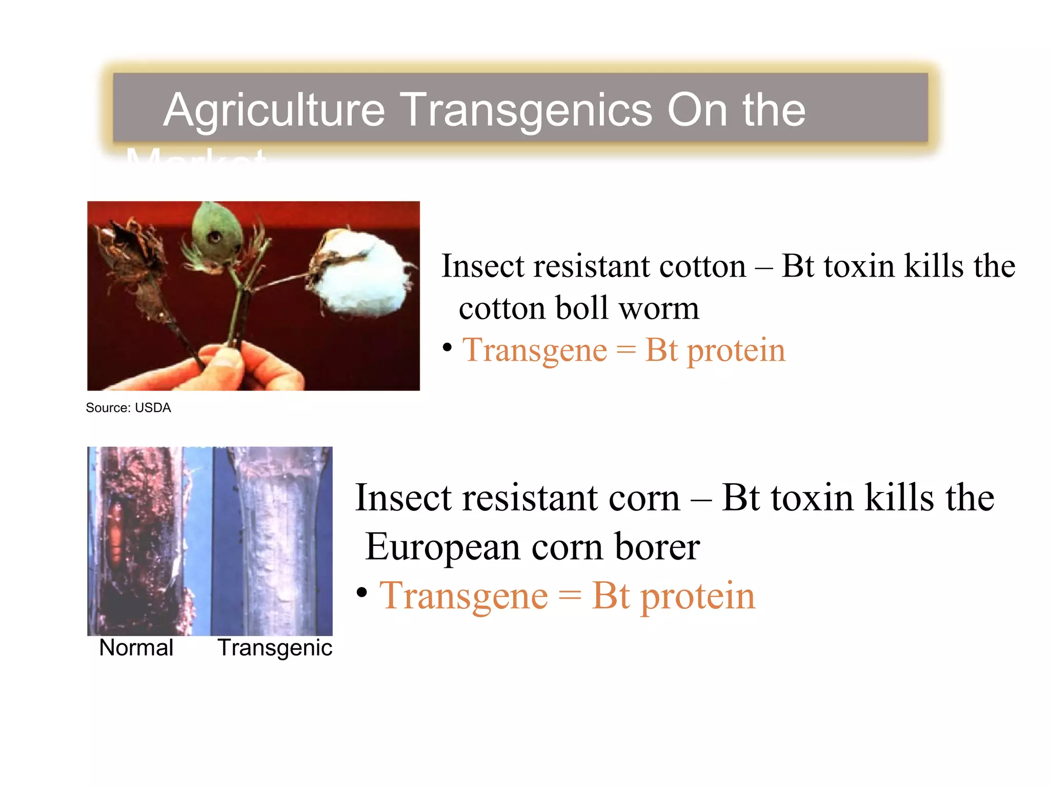 Agriculture Transgenics On the 
Market 
Source: USDA 
Insect resistant cotton – Bt toxin kills the 
cotton boll worm 
• Transgene = Bt protein 
Insect resistant corn – Bt toxin kills the 
European corn borer 
• Transgene = Bt protein 
Normal Transgenic 
 