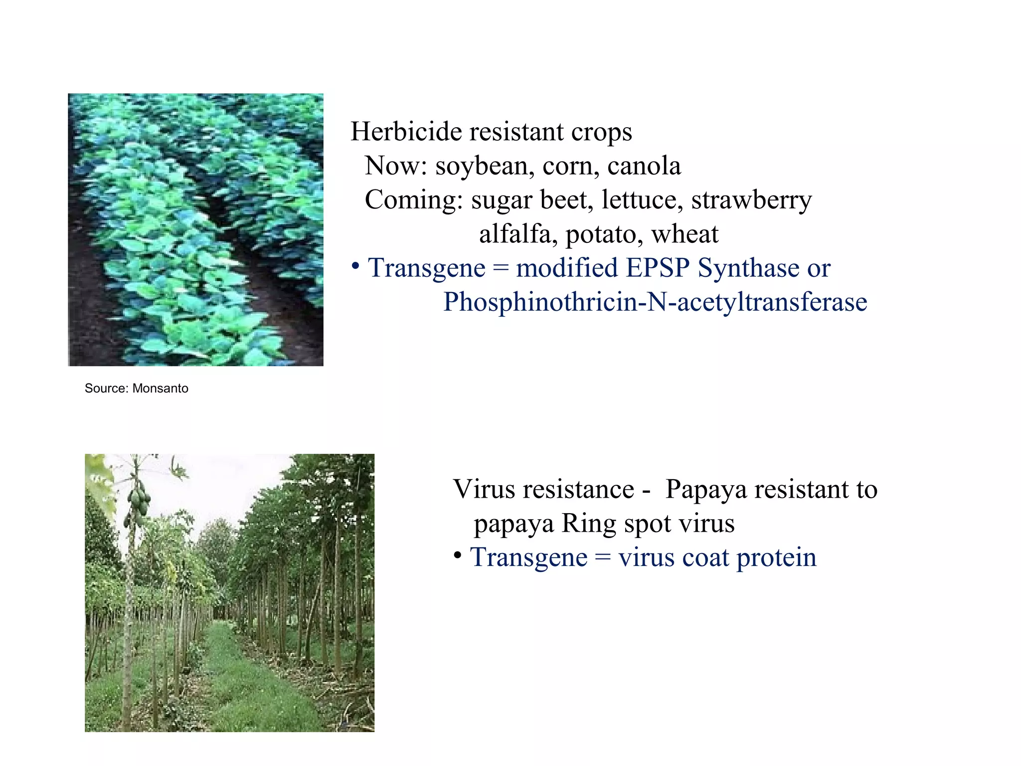 Virus resistance - Papaya resistant to 
papaya Ring spot virus 
• Transgene = virus coat protein 
Source: Monsanto 
Herbicide resistant crops 
Now: soybean, corn, canola 
Coming: sugar beet, lettuce, strawberry 
alfalfa, potato, wheat 
• Transgene = modified EPSP Synthase or 
Phosphinothricin-N-acetyltransferase 
 