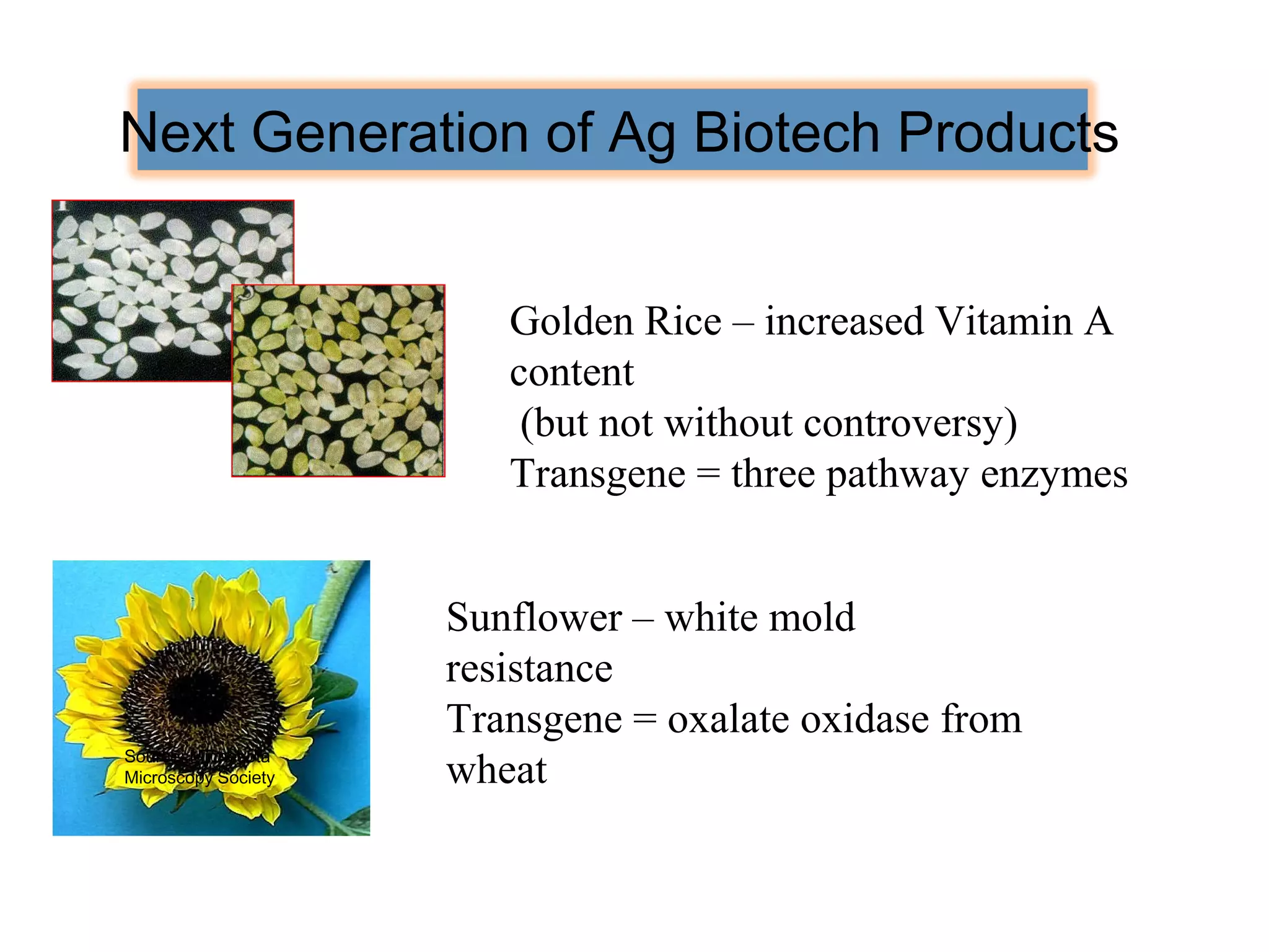 Next Generation of Ag Biotech Products 
Source: Minnesota 
Microscopy Society 
Golden Rice – increased Vitamin A 
content 
(but not without controversy) 
Transgene = three pathway enzymes 
Sunflower – white mold 
resistance 
Transgene = oxalate oxidase from 
wheat 
 