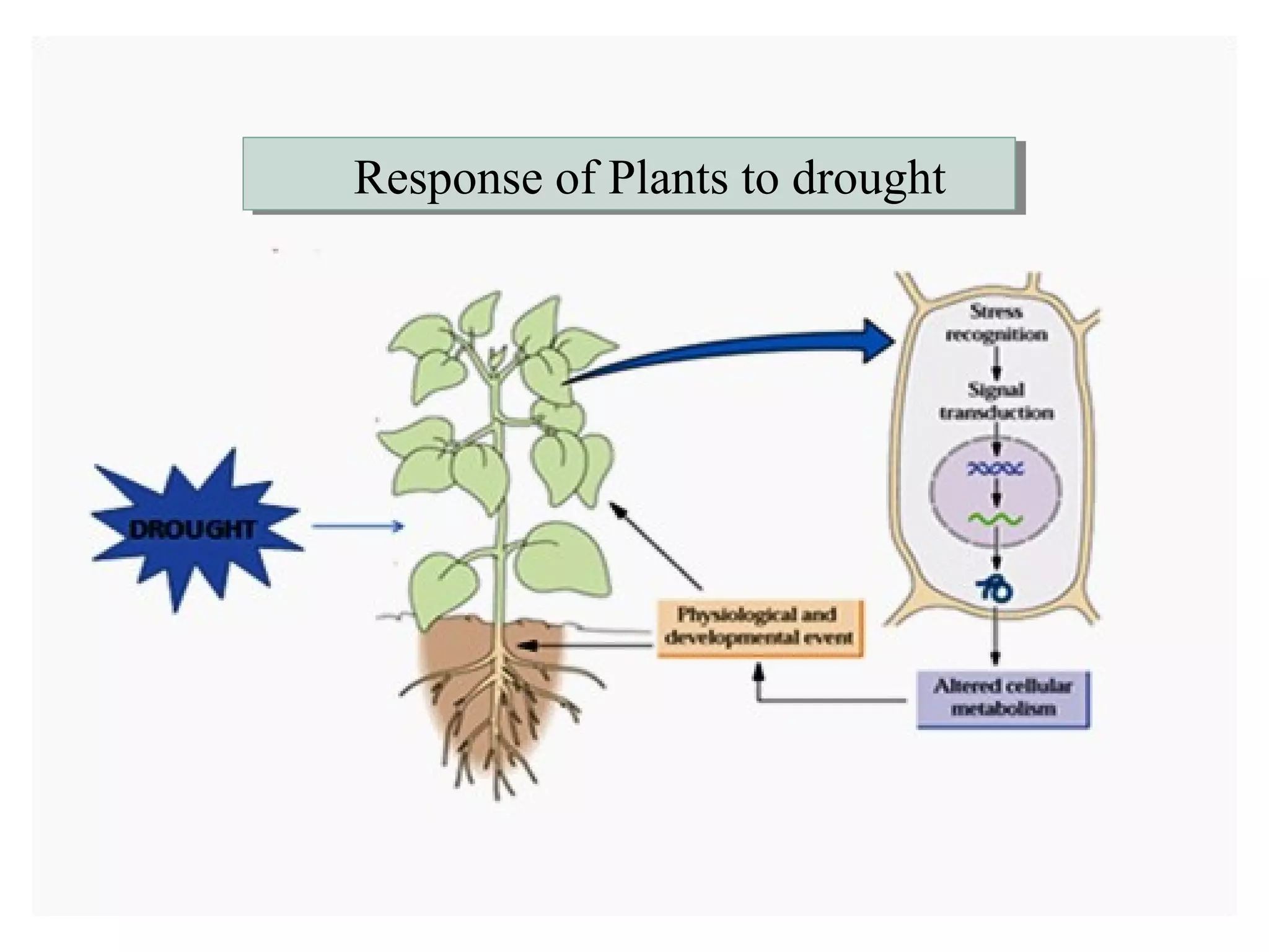 RReessppoonnssee ooff PPllaannttss ttoo ddrroouugghhtt 
 