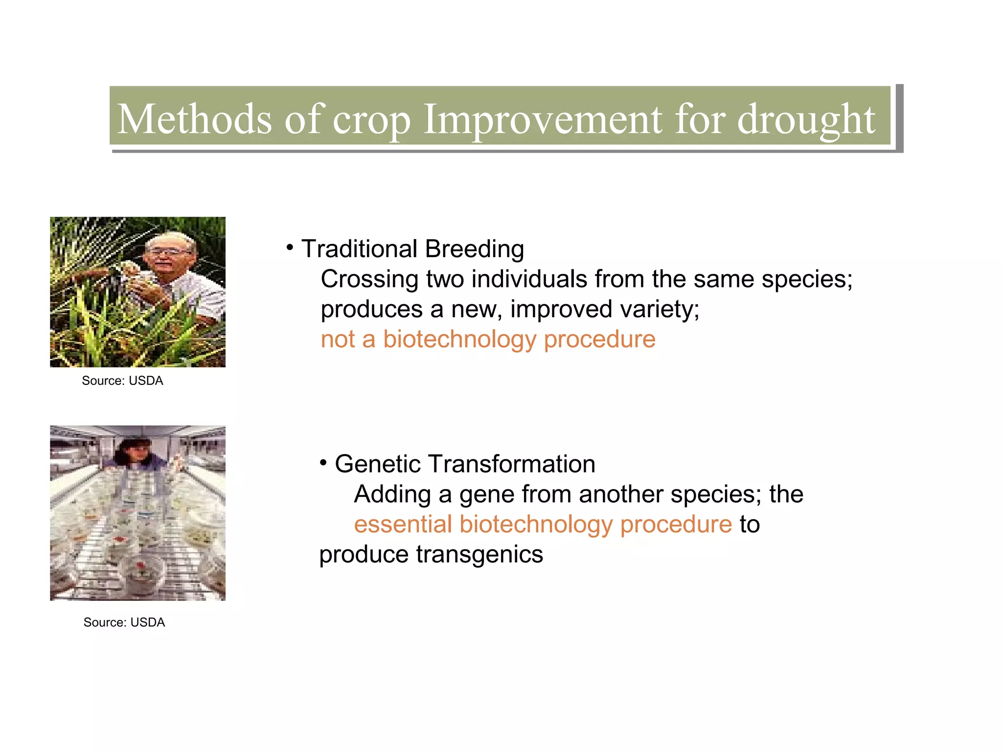 Methods of Methods of ccrroopp IImmpprroovveemmeenntt ffoorr ddrroouugghhtt 
• Traditional Breeding 
Crossing two individuals from the same species; 
produces a new, improved variety; 
not a biotechnology procedure 
• Genetic Transformation 
Adding a gene from another species; the 
essential biotechnology procedure to 
produce transgenics 
Source: USDA 
Source: USDA 
 