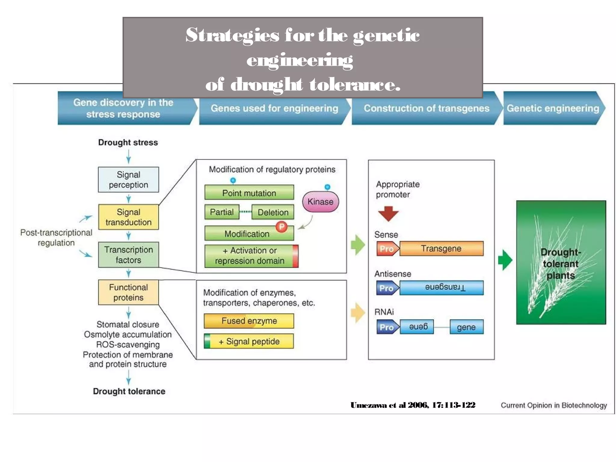 Strategies for the genetic 
engineering 
of drought tolerance. 
Umezawa et al 2006, 17:113-122 
 