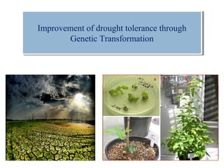 Improvement of drought tolerance through genetic engineering | PPT