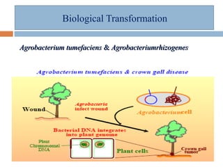 Improvement of drought tolerance through genetic engineering | PPT