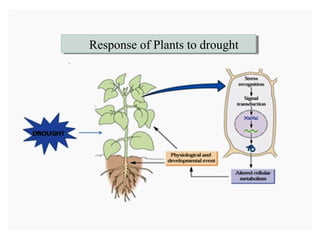 Improvement of drought tolerance through genetic engineering | PPT