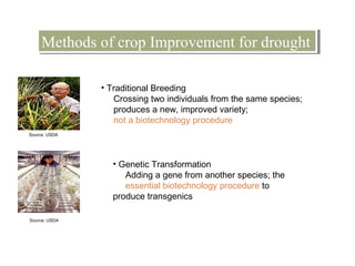 Improvement of drought tolerance through genetic engineering | PPT
