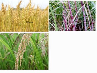 Improving agricultural productivity A Presentation By Mr Allah Dad Khan ...