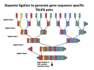Stepwise ligation to generate gene sequence specific
TALEN pairs
 