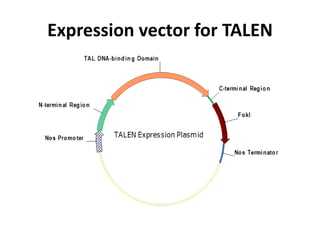 Expression vector for TALEN
 