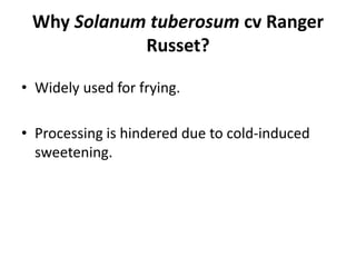 Why Solanum tuberosum cv Ranger
Russet?
• Widely used for frying.
• Processing is hindered due to cold-induced
sweetening.
 