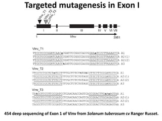 Targeted mutagenesis in Exon I
454 deep sequencing of Exon 1 of VInv from Solanum tuberosum cv Ranger Russet.
 